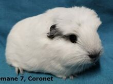 Tõu merisead Coronet