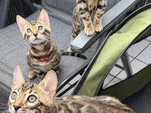 Pedigree Bengal kittens ready now