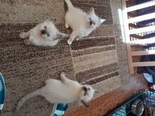 Ragdoll-kassipojad on saadaval
