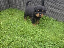 Rottweileri kutsikad