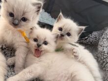 Voodis inimestega. Müüa armas ragdoll-kassipoeg..