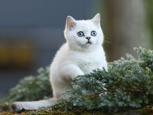 Голубоглазая девочка скоттиш-страйт