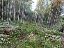 Kaeve- ja metsatööd Lõuna-Eestis