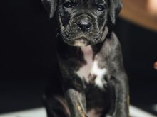 Cane Corso kutsikad