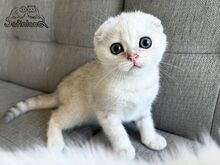 Scottish Fold poiss roheliste silmadega