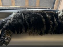 Maine Coon, poiss