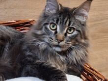 Maine Coon kassipojad