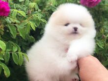 Pomeraniani