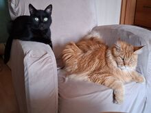Котёнок Тыммик