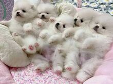 Pomeranian puppies are available