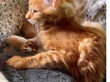 Müüa Maine Coon tõugu kassipojad