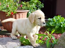 Labradori retriiver