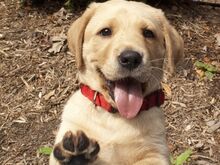 Labradori retriiveri kutsikad
