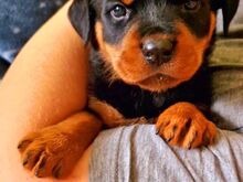 Rottweileri kutsikas