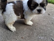 Ideaalsed Shih Tzu kutsikad