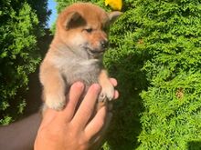 Shiba inu