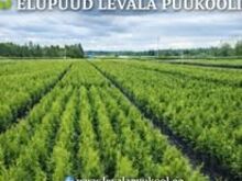 Elupuude Smaragd ja Brabant potitaimed