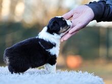 AUSTRALIAN SHEPHERDS