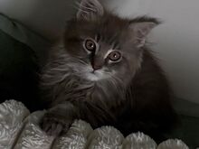 Maine Coon kassipojad