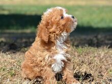 Maltipoo kutsikad