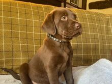 Labradori retriiver
