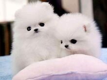 2 beautiful Pomeranian puppies.