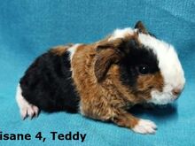 Tõu merisead Teddy- isased