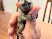 Müüa ja lapsendada marmoset-ahve