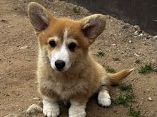 Welsh Corgi Pembroke