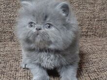 Персидские котята