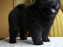 Chow Chow kutsikad
