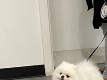 Pomeranian kutsikas