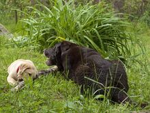 Labradori retriiveri kutsikad