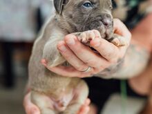 Cane Corso kutsikad