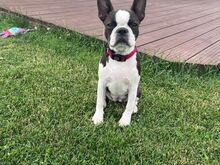 Kennel müüb Bostoni terjeri kutsikaid.