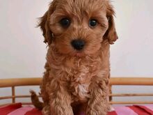 Cavapoo puppies