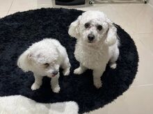 БИШОН ФРИЗЕ