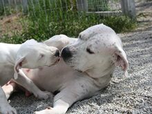 Argentiina dogi/dogo argentino