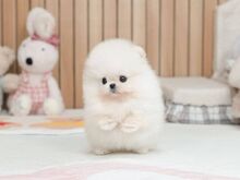 Pomeranian kutsikas saadaval