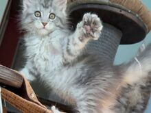 Maine Coon, isane