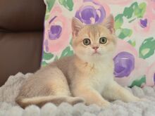 Британский короткошёрстный котёнок