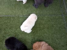 Chow Chow kutsikad