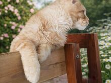 Maine Coon isane