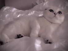 Scottish fold