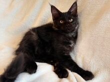 Maine Coon