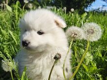 Продаются милые щенки