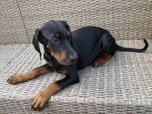 Dobermanni Kutsikad | Kennelklubis Registreeritud.