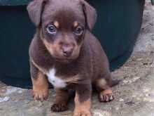 Jack Russelli kutsikad