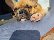Isane prantsuse buldog
