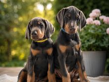Dobermann